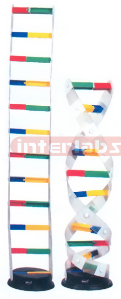 DNA MOLECULE CONSTRUCTION KIT